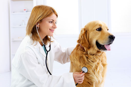 Prečo si vybrať veterinárne prípravky ALAVIS™?